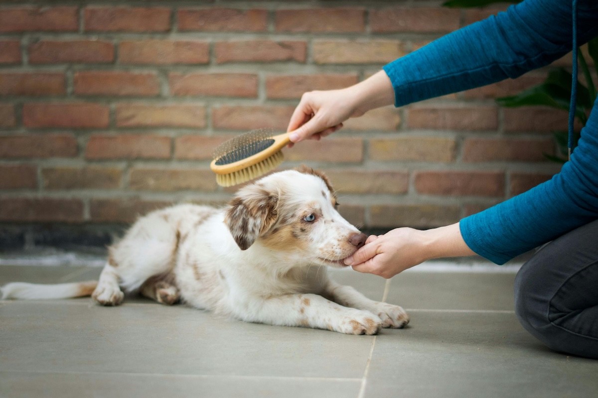 Dog Cleaning Services in Nepal