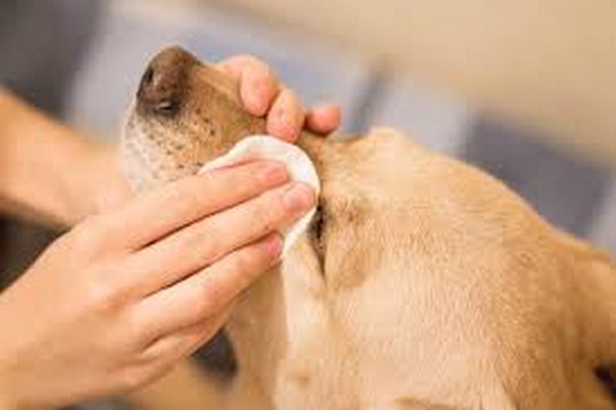 Ear and Eye Cleaning